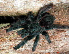 Image of Pinktoe tarantula