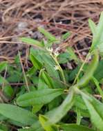 Слика од Croton linearis Jacq.