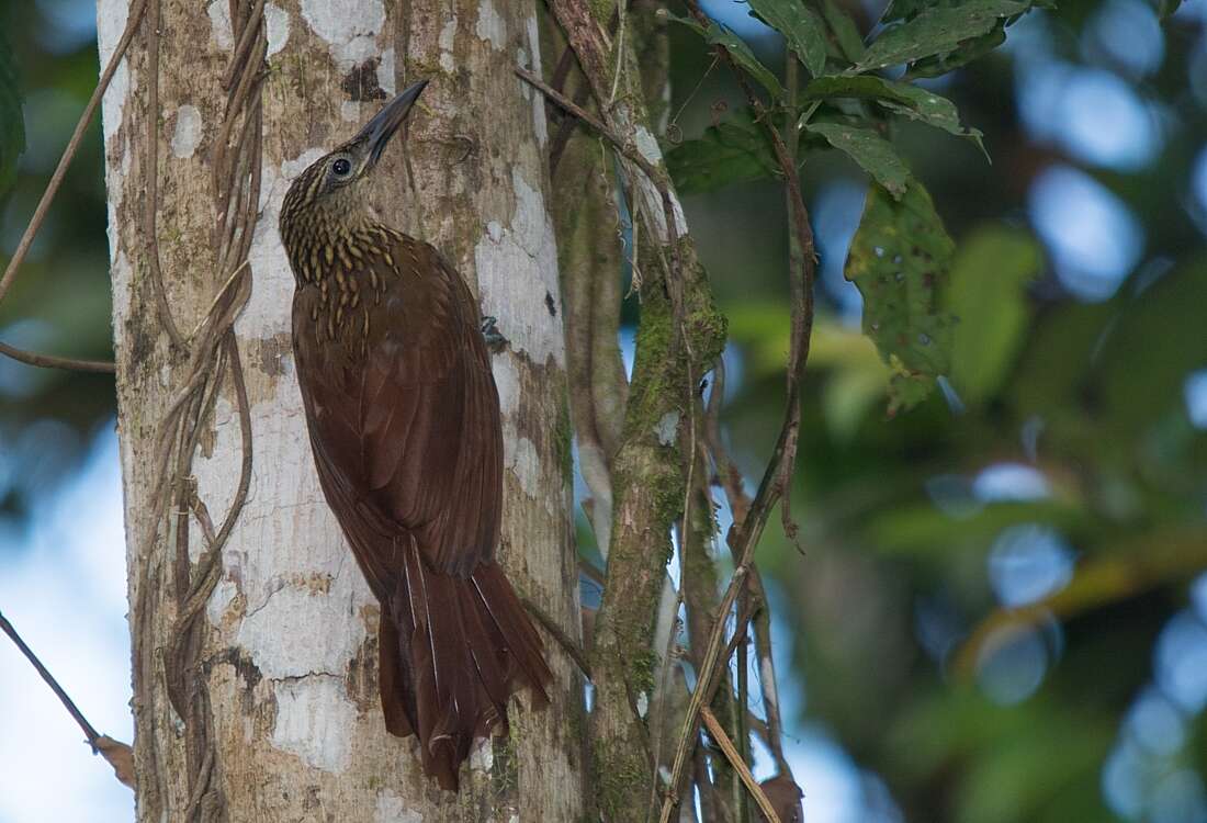 Image of Chestnut-rumped Woodcreeper