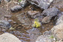 Image of Drakensberg Siskin