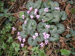 Image of Cyclamen coum Miller