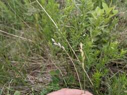 Image of whitescale sedge