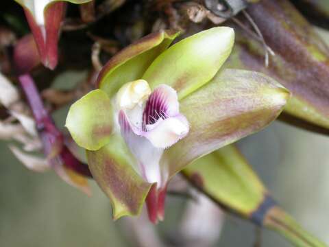 Image of Bifrenaria mellicolor Rchb. fil.