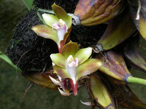 Image of Bifrenaria mellicolor Rchb. fil.