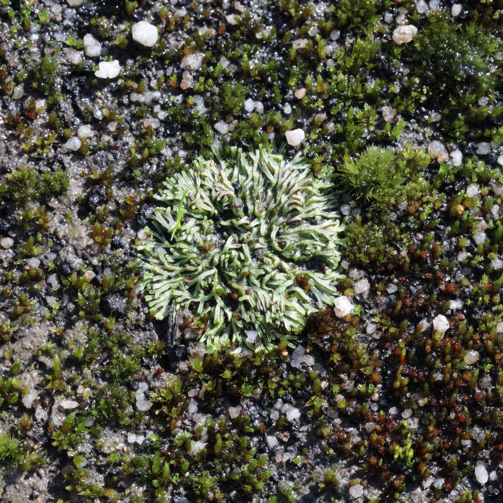 Image of Riccia multifida (Steph.) Steph.