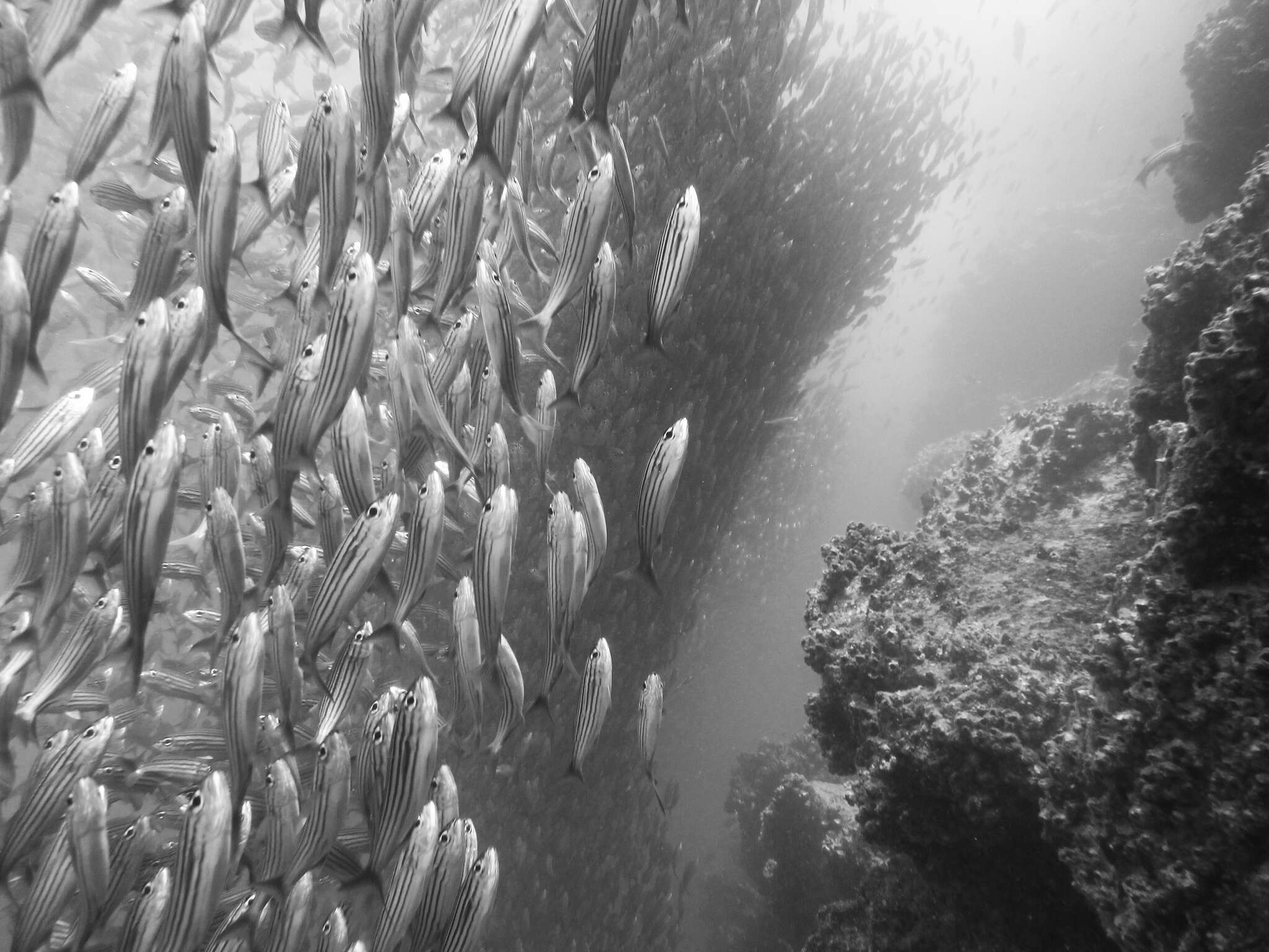 Image of Black-striped salema