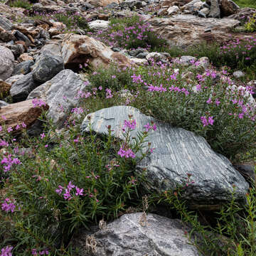 Image de Epilobium colchicum Albov