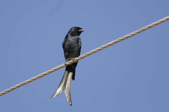 Image of Black Drongo