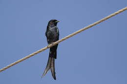 Image of Black Drongo