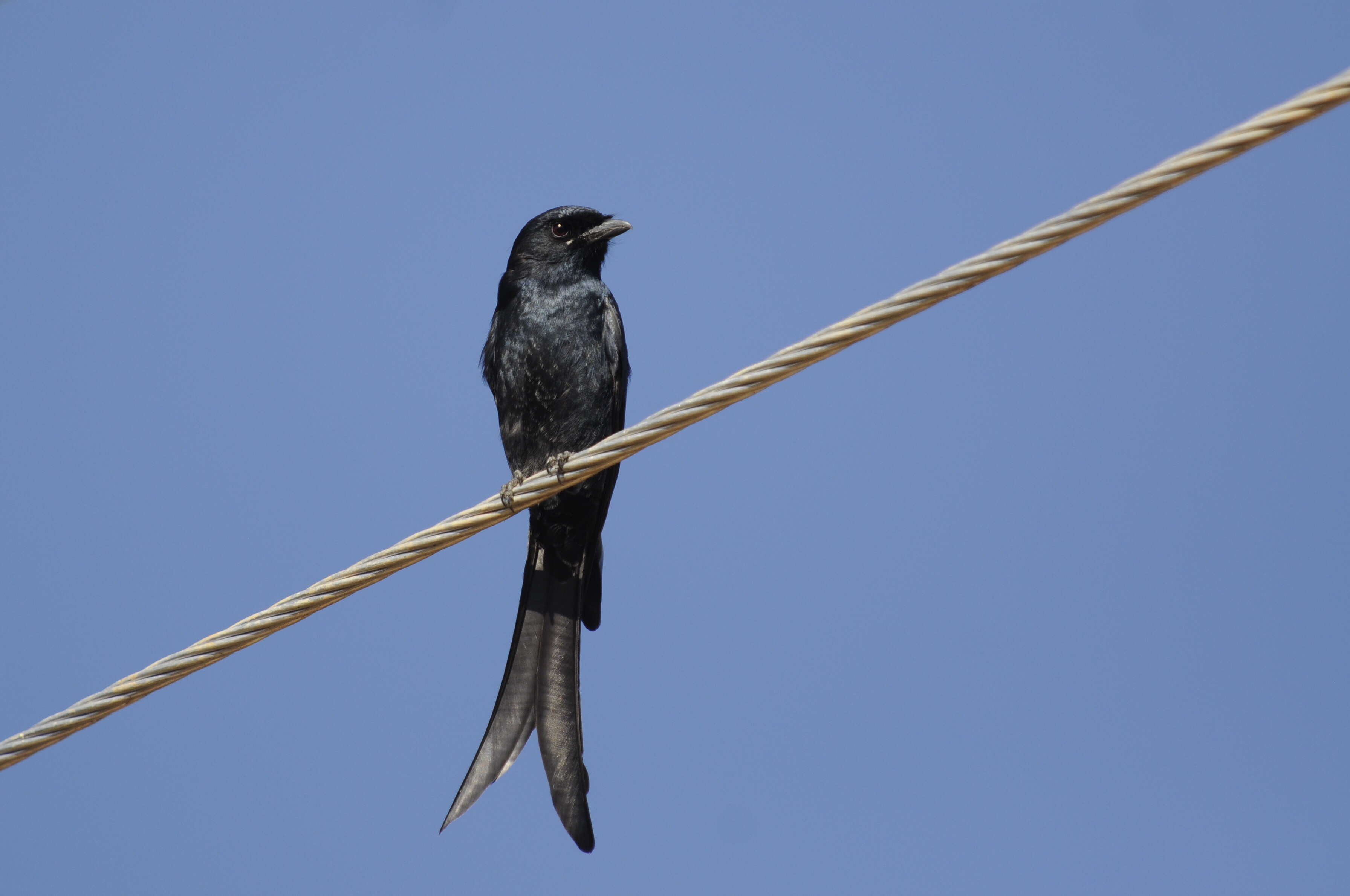 Image of Black Drongo