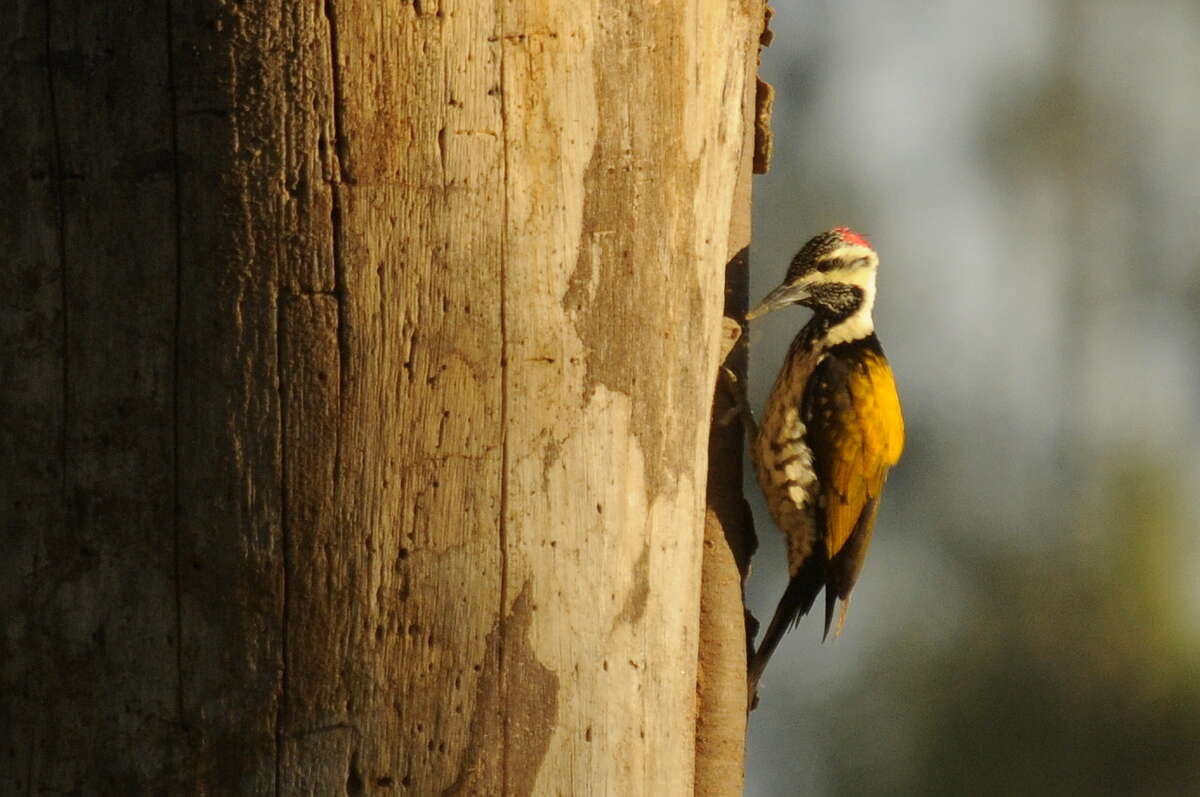 Image of Black-rumped Flameback