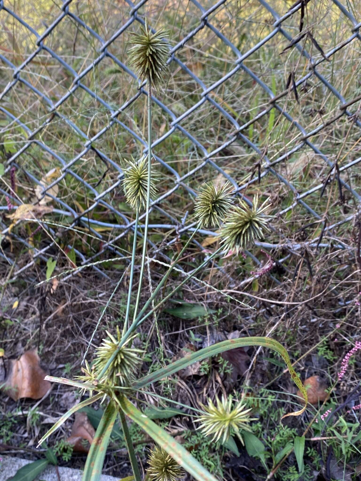 Слика од Cyperus lancastriensis Porter