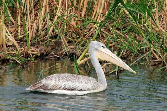 Image of Pink-backed Pelican