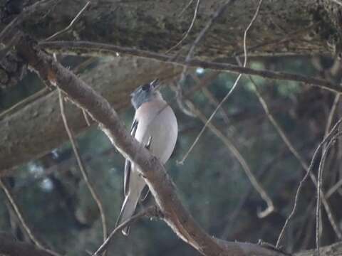 Image of Fringilla coelebs africana Levaillant & J 1850