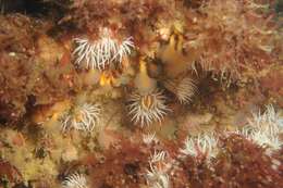 Image of thenarian burrowing anemones