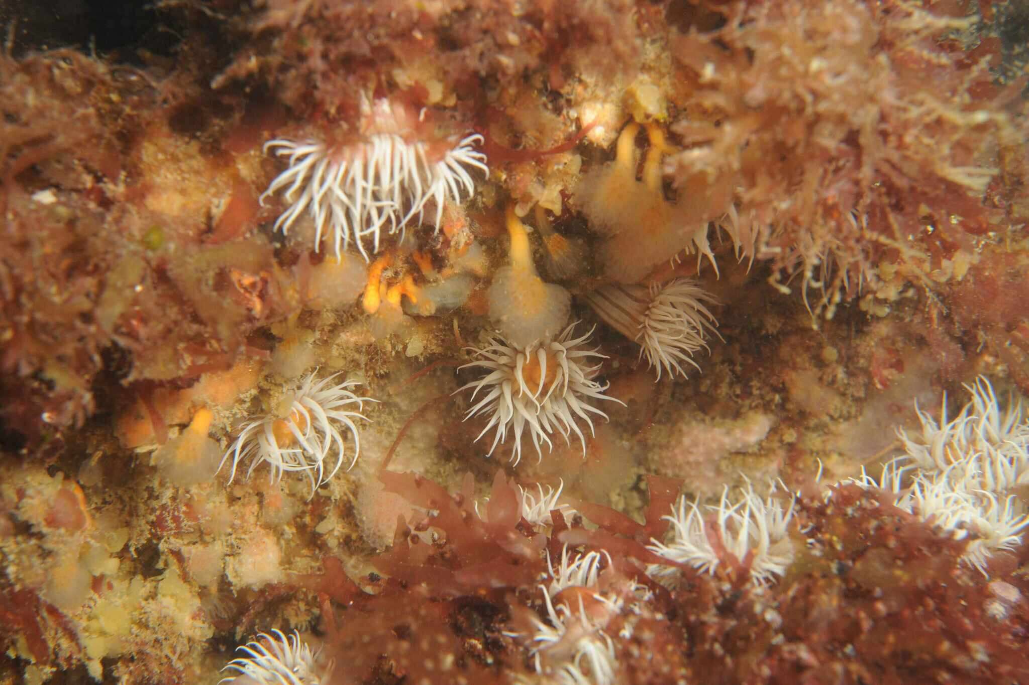 Image of thenarian burrowing anemones