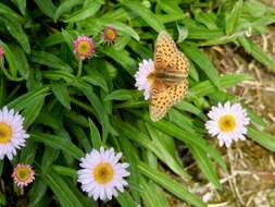 Image of Glacier Fleabane