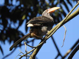 Image of Malabar Grey Hornbill