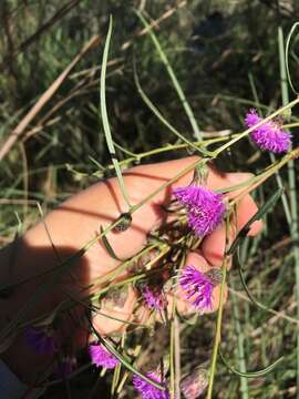 صورة Lessingianthus rubricaulis (Humb. & Bonpl.) H. Rob.