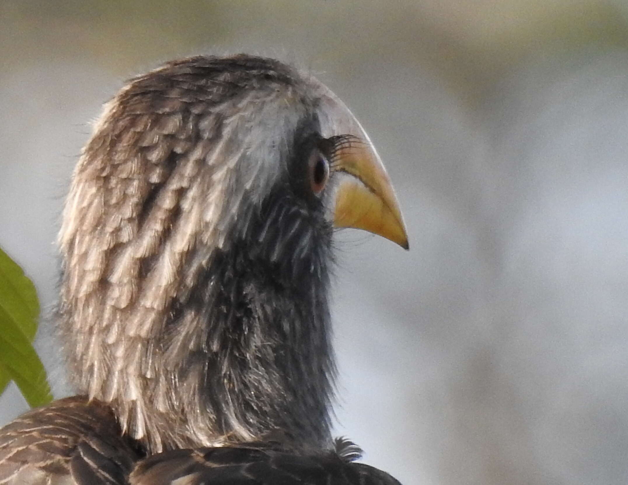 Image of Malabar Grey Hornbill