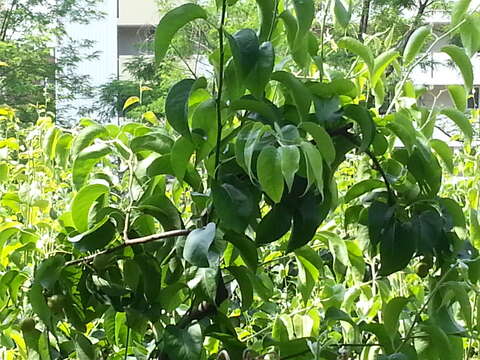 Plancia ëd Pyrus pyrifolia (Burm. fil.) Nakai