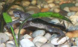 Image of African dwarf frog