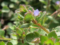 Image of ivy-leaved speedwell
