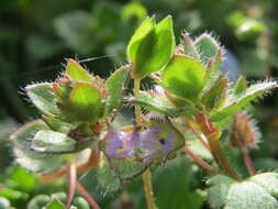 Image of ivy-leaved speedwell