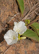 Слика од Jacquemontia nodiflora (Desr.) G. Don