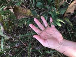 Image of bearded skeletongrass