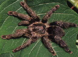 Image of Ecuadorian Purple Tarantula