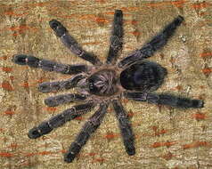 Image of Ecuadorian Purple Tarantula