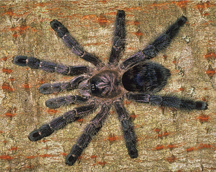 Image of Ecuadorian Purple Tarantula