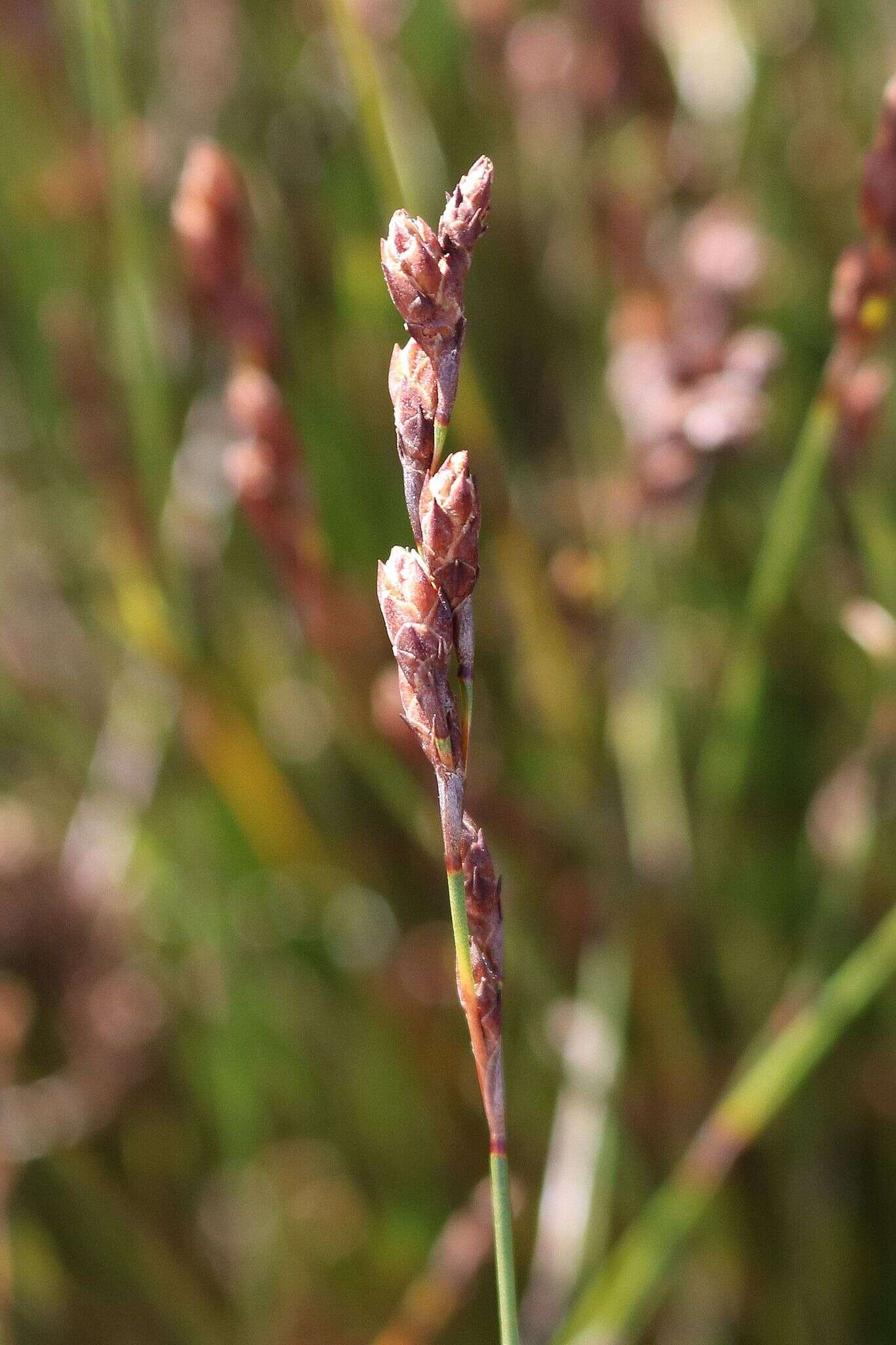 Image of Restio filiformis Poir.