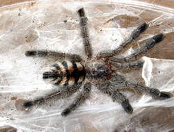 Image of Ecuadorian Purple Tarantula