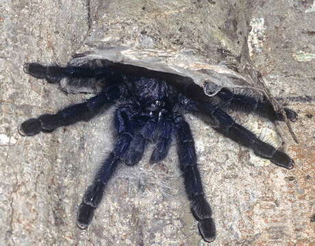 Image of Ecuadorian Purple Tarantula