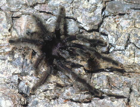 Image of Ecuadorian Purple Tarantula