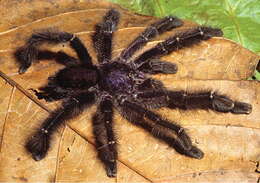 Image of Ecuadorian Purple Tarantula