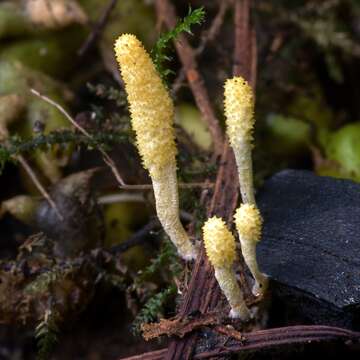 Image of Cordyceps bifusispora O. E. Erikss. 1982