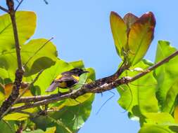 Image of Puerto Rican Oriole