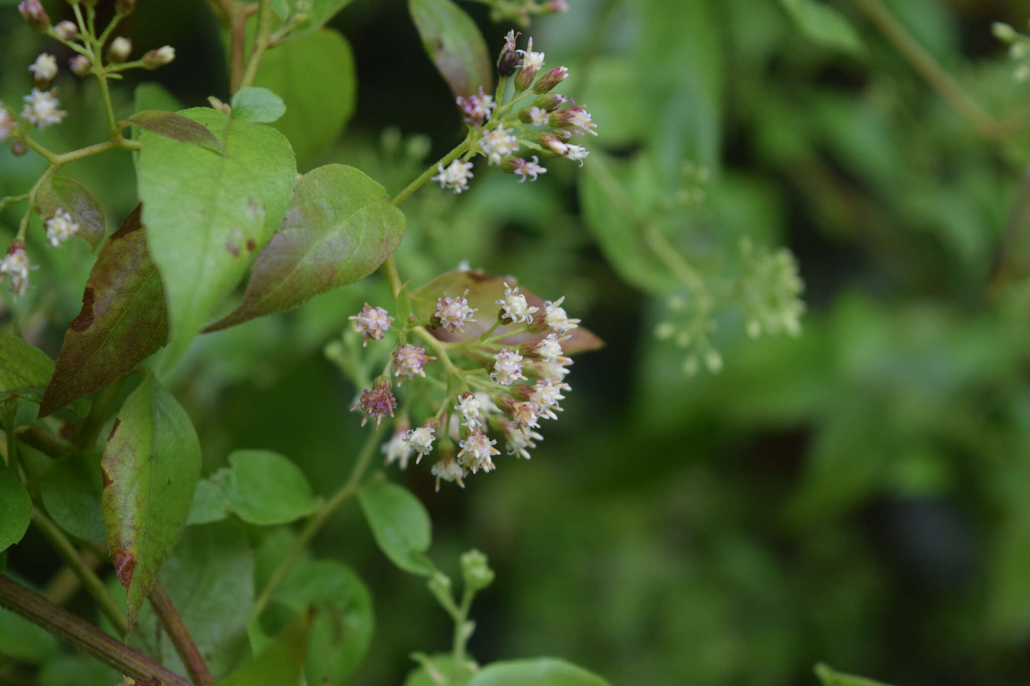 Archibaccharis schiedeana (Benth.) J. D. Jackson resmi