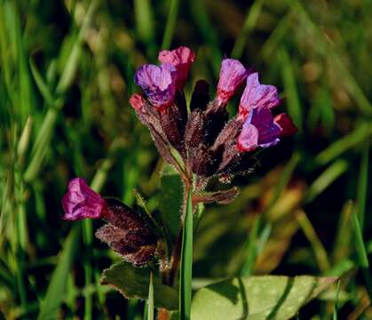 Image of Pulmonaria longifolia (Bast.) Boreau