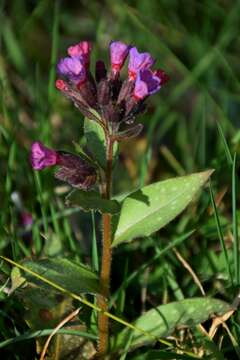 Image of Pulmonaria longifolia (Bast.) Boreau