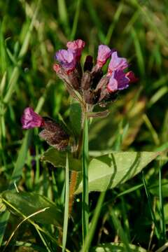 Image of Pulmonaria longifolia (Bast.) Boreau