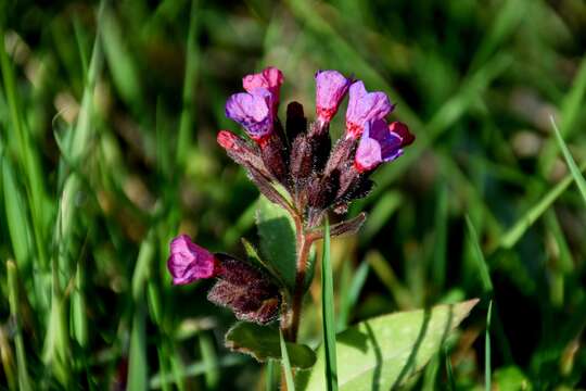 Image of Pulmonaria longifolia (Bast.) Boreau