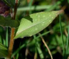 Image of Pulmonaria longifolia (Bast.) Boreau