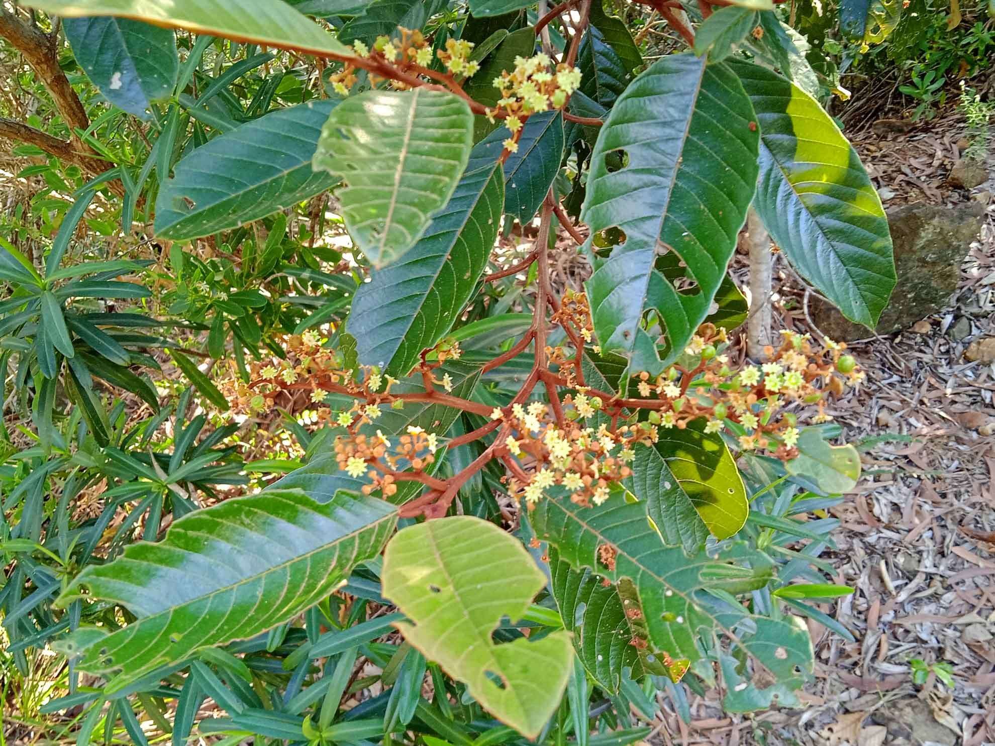 Image de Alphitonia neocaledonica (Schltr.) Guillaum.