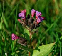 Image of Pulmonaria longifolia (Bast.) Boreau