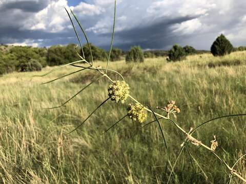 Image de Asclepias rusbyi (Vail) R. E. Woodson