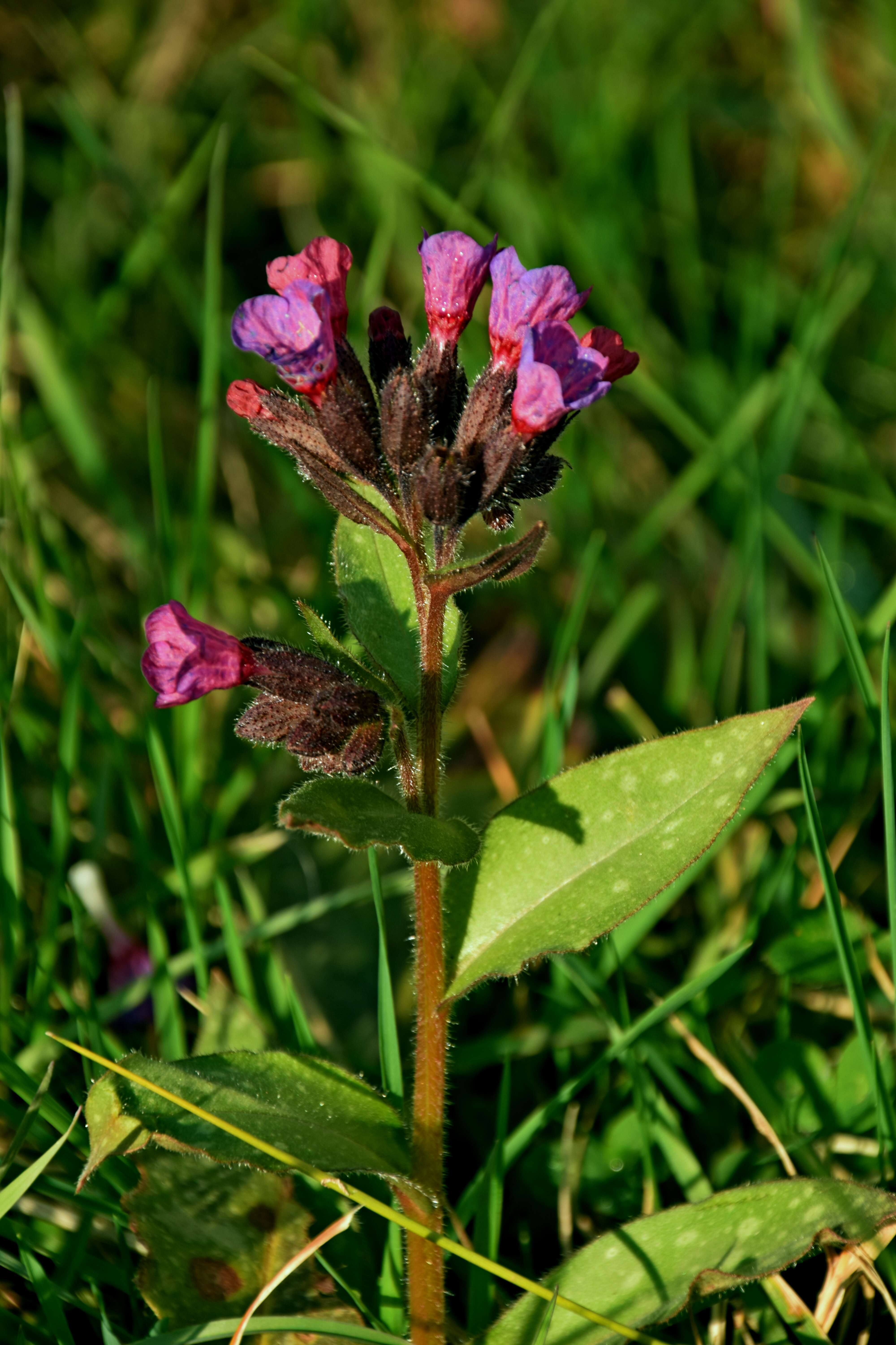 Image of Pulmonaria longifolia (Bast.) Boreau